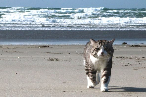 ニャン吉 写真集 旅 猫 笑う門には福来る