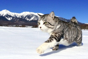 ニャン吉 写真集 旅 猫 笑う門には福来る