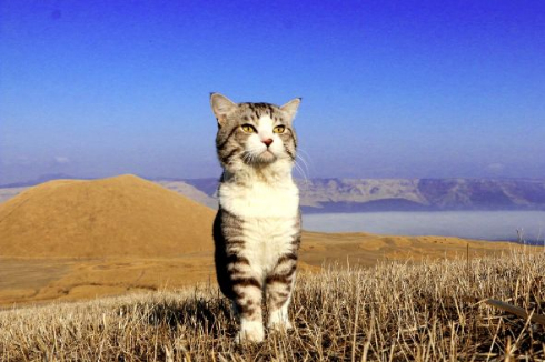 ニャン吉 写真集 旅 猫 笑う門には福来る