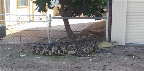 オーストラリアの住宅街にワニが出現