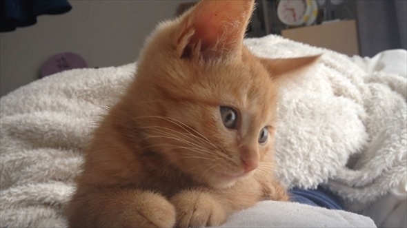 茶トラ猫ひろし　家族になる