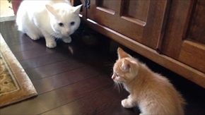 茶トラ猫ひろし　家族になる