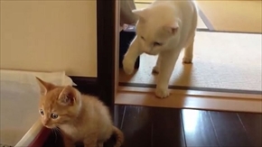 茶トラ猫ひろし　家族になる