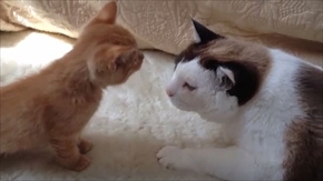 茶トラ猫ひろし　家族になる