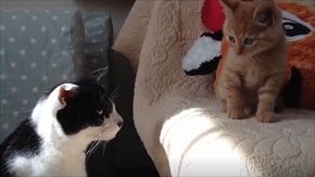 茶トラ猫ひろし　家族になる