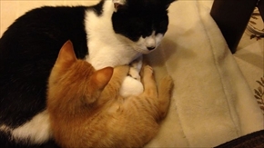 茶トラ猫ひろし　家族になる