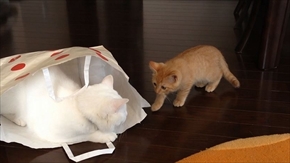 茶トラ猫ひろし　家族になる