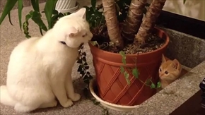 茶トラ猫ひろし　家族になる