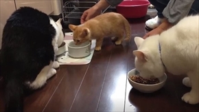 茶トラ猫ひろし　家族になる