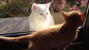 茶トラ猫ひろし　家族になる