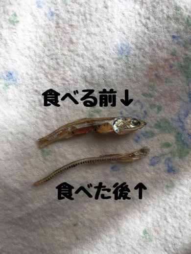 ハムスター 煮干し 食べ方 丁寧 Twitter