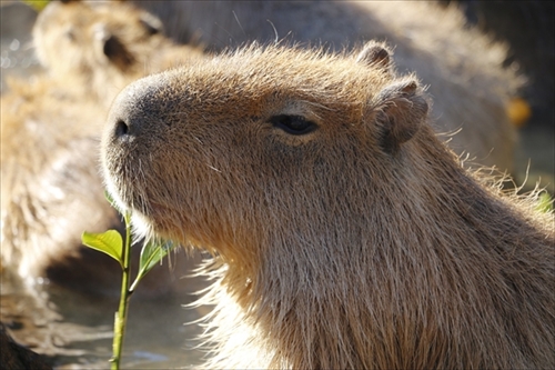 カピバラの長風呂対決