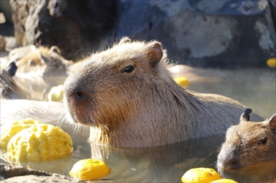 カピバラの長風呂対決