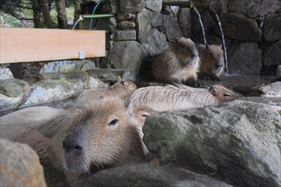 カピバラの長風呂対決