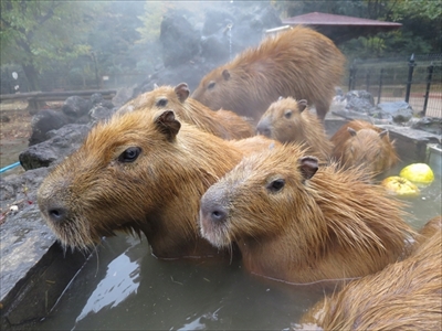 カピバラの長風呂対決