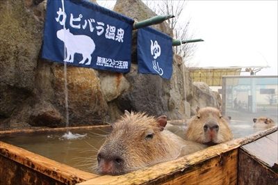 カピバラの長風呂対決