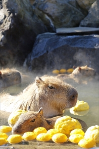 カピバラの長風呂対決