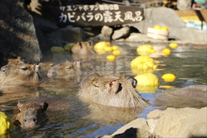 カピバラの長風呂対決