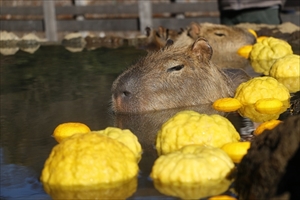 カピバラの長風呂対決