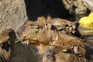 カピバラの長風呂対決