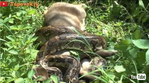 アナコンダ レイヨウ 丸飲み ヘビ 牛