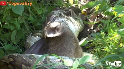 アナコンダ レイヨウ 丸飲み ヘビ 牛