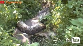 アナコンダ レイヨウ 丸飲み ヘビ 牛