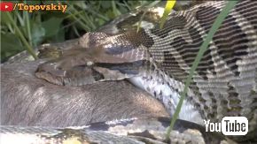 アナコンダ レイヨウ 丸飲み ヘビ 牛