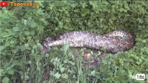 アナコンダ レイヨウ 丸飲み ヘビ 牛