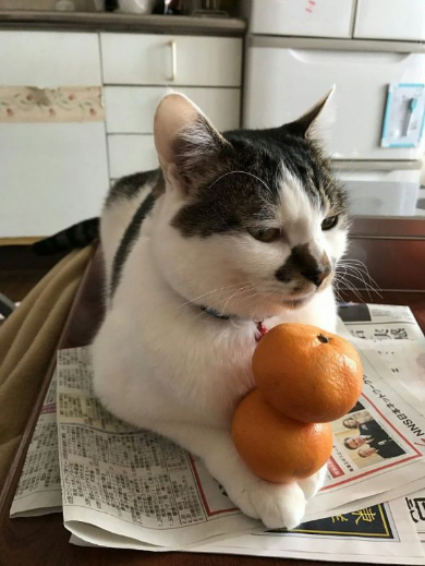 猫 みかん 乗せ 父親