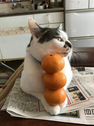 猫 みかん 乗せ 父親