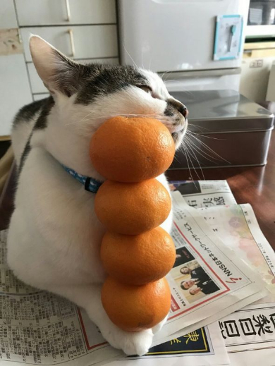 猫 みかん 乗せ 父親
