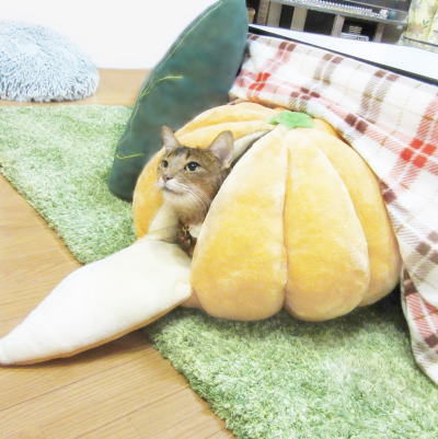 猫はみかんで丸くなる
