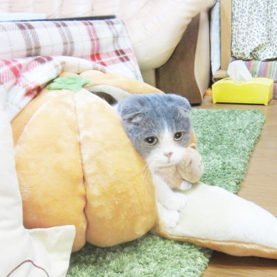 こたつ猫