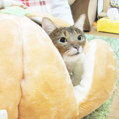 こたつ猫