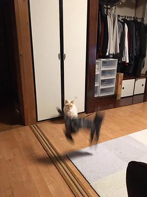 大はしゃぎ猫