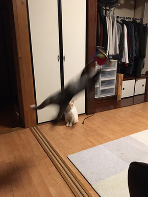 大はしゃぎ猫