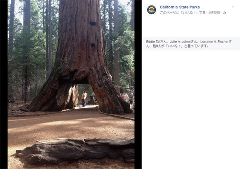 トンネルツリーこと「パイオニアキャビンツリー」