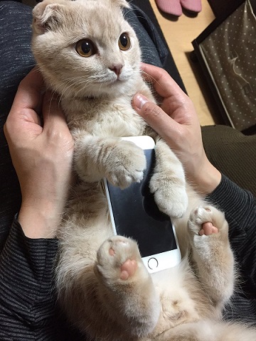 iPhoneねこケース