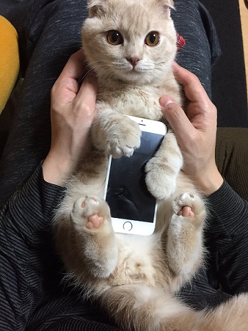 iPhoneねこケース