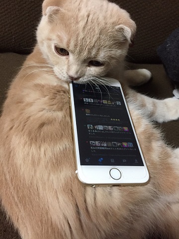 iPhoneねこケース