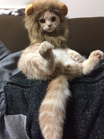 iPhoneねこケース