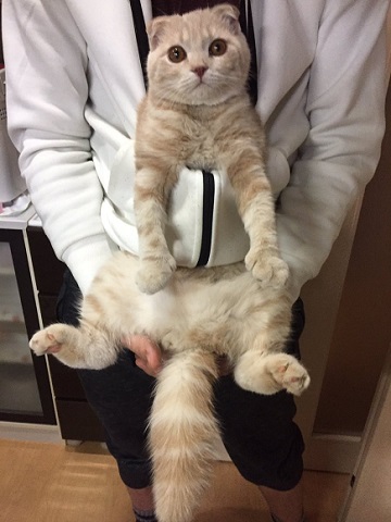 iPhoneねこケース