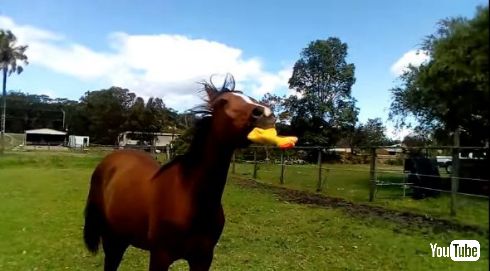 馬 おもちゃ 音 鶏 チキン YouTube