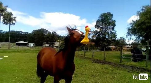 馬 おもちゃ 音 鶏 チキン YouTube