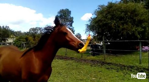 馬 おもちゃ 音 鶏 チキン YouTube