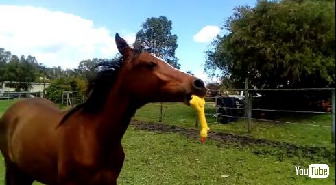 馬 おもちゃ 音 鶏 チキン YouTube