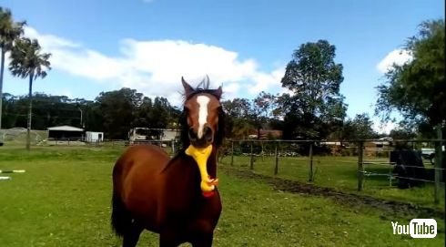 馬 おもちゃ 音 鶏 チキン YouTube