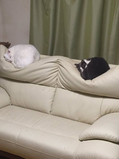 ねこ ソファ へこみ 背もたれ 原因