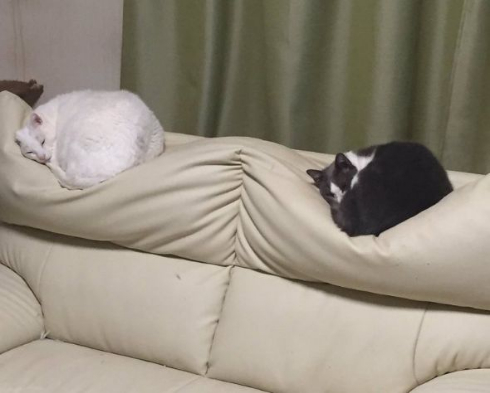 ねこ ソファ へこみ 背もたれ 原因
